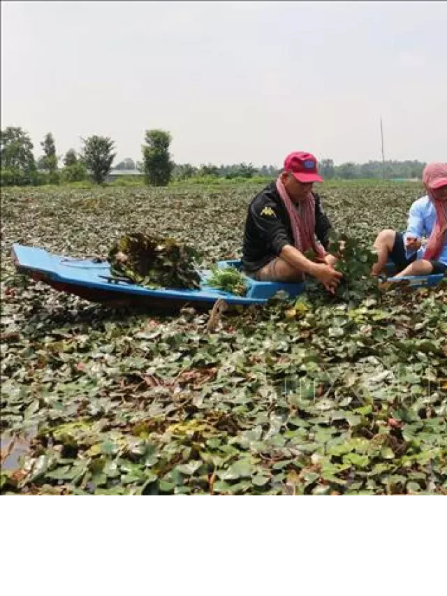   Du lịch sinh thái miệt vườn ở vùng đất 'Chín rồng' - Cần thêm nhiều sản phẩm chuyên biệt